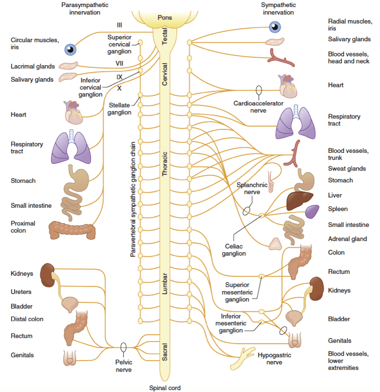 Autonomic Nervous System Nysora 8209